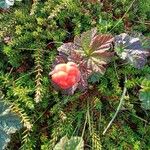 Rubus chamaemorusFruit