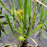 Sparganium emersum Leaf