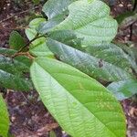 Theobroma subincanum Leaf