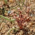 Sedum rubens Hábito