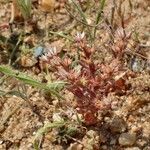 Sedum rubens Habitus