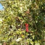 Smilax aspera Libunga
