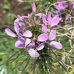 Cleome houtteana Flower