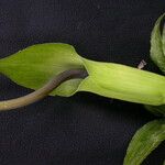 Arisaema tortuosum Hábitos