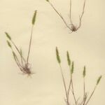 Airopsis tenella Plante entière