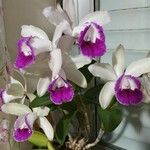 Cattleya intermedia Flower