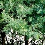 Acacia dealbata 整株植物