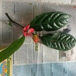 Heisteria parvifolia ഇല