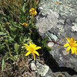 Wyethia angustifolia Hábito