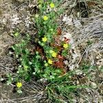 Potentilla inclinata Συνήθη χαρακτηριστικά