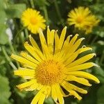 Doronicum caucasicum പുഷ്പം