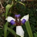 Neomarica gracilis Blomma