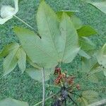 Sterculia apetala Leaf