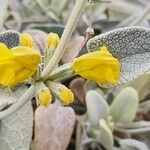 Phlomis olivieri फूल