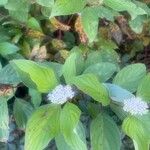 Cornus sericea Flower