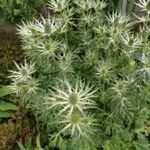 Eryngium spinalba Blomst