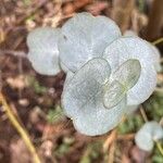 Eucalyptus pulverulenta Feuille