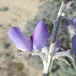 Lupinus chamissonis ᱵᱟᱦᱟ