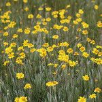 Arnica chamissonis आदत