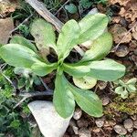 Valeriana locusta Leaf