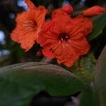 Cordia sebestena Flower