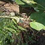 Aristolochia cymbifera Други