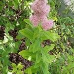 Spiraea douglasii Habitus