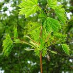 Acer platanoides Leaf