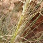 Macrochloa tenacissima Цветок