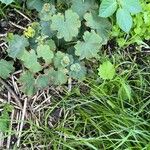 Alchemilla subcrenata Feuille