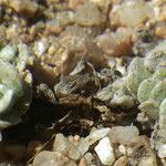 Filago tyrrhenica 形態