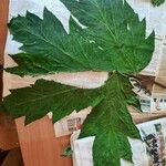 Heracleum dissectum Leaf