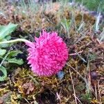 Bellis perennis 花