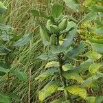 Asclepias viridis Lapas