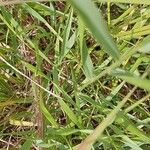 Calamagrostis arundinacea Likasa