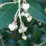 Arbutus andrachne फल