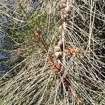 Casuarina equisetifolia Liść