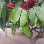 Calliandra trinervia Hostoa