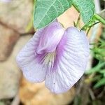 Centrosema virginianum Flower