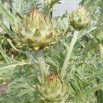 Cynara scolymus Froito