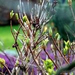 Cornus sericea Alia