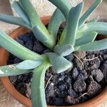 Cheiridopsis denticulata Hoja