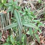 Galium boreale Leaf