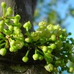 Lepidocupania glomeriflora