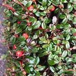 Cotoneaster dammeri Blatt