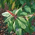 Salvia confertiflora Leaf