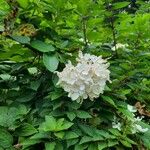 Hydrangea paniculataКветка