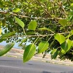 Ficus cordata Hoja