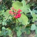 Viburnum lantanaफूल