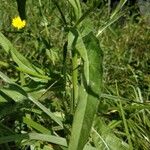 Crepis setosa Leaf